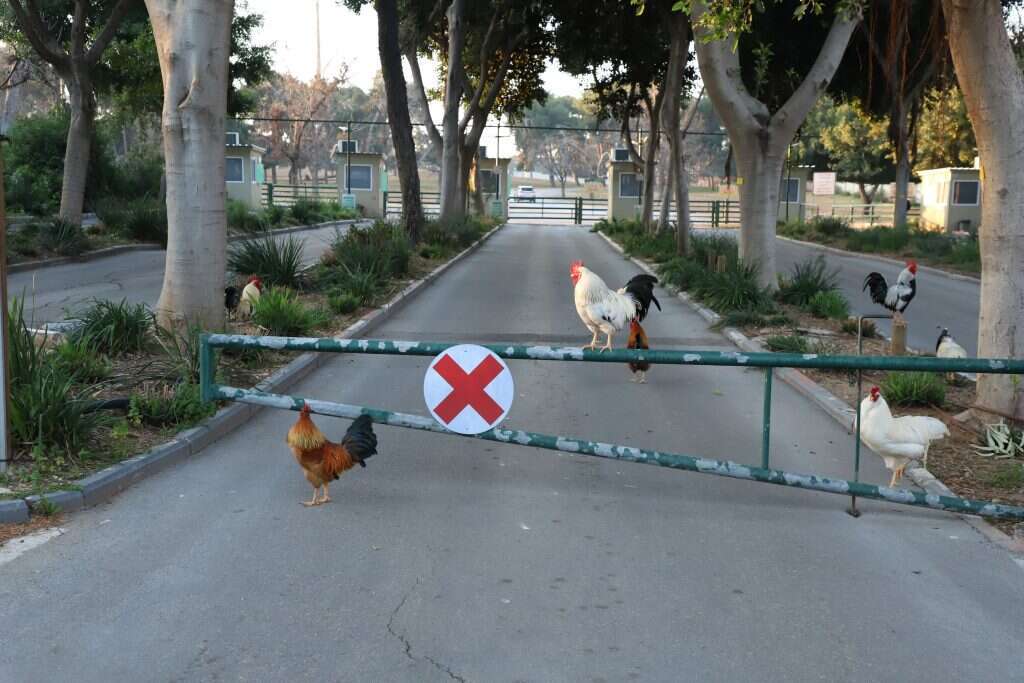מקרקרות ליתר ביטחון. הכניסה לספארי. יעל (פרוינד) אברהם