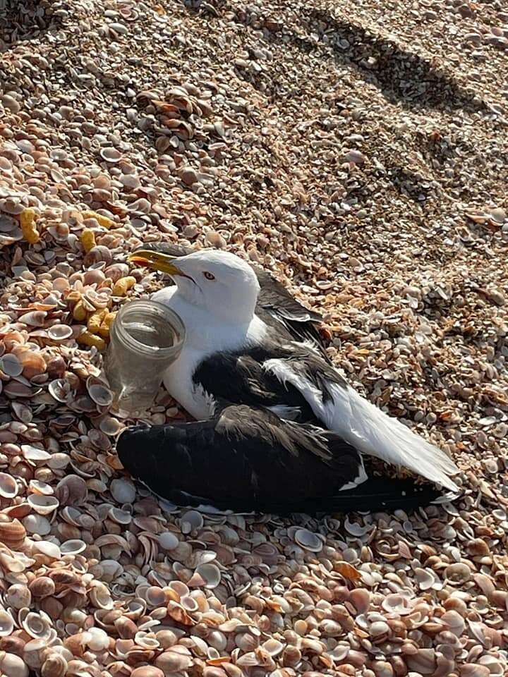 הפינוי הסתיים בשלום | יוגב