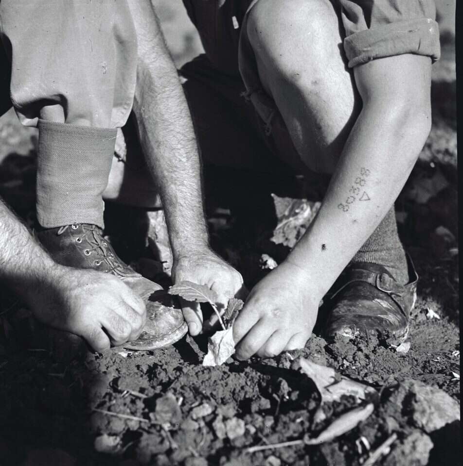 ניצולי שואה נוטעים עצים לזכר הנספים ביער הקדושים בירושלים. | ארכיון הצילומים של קק"ל