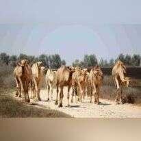מנגנון הננו־נוגדנים התגלה בבלגיה בשנות השמונים.
ציפורה וחברים בחווה בנגב. | ינאי בונה