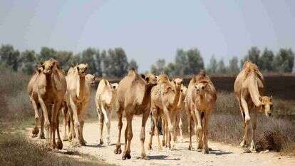 מנגנון הננו־נוגדנים התגלה בבלגיה בשנות השמונים.
ציפורה וחברים בחווה בנגב. | ינאי בונה