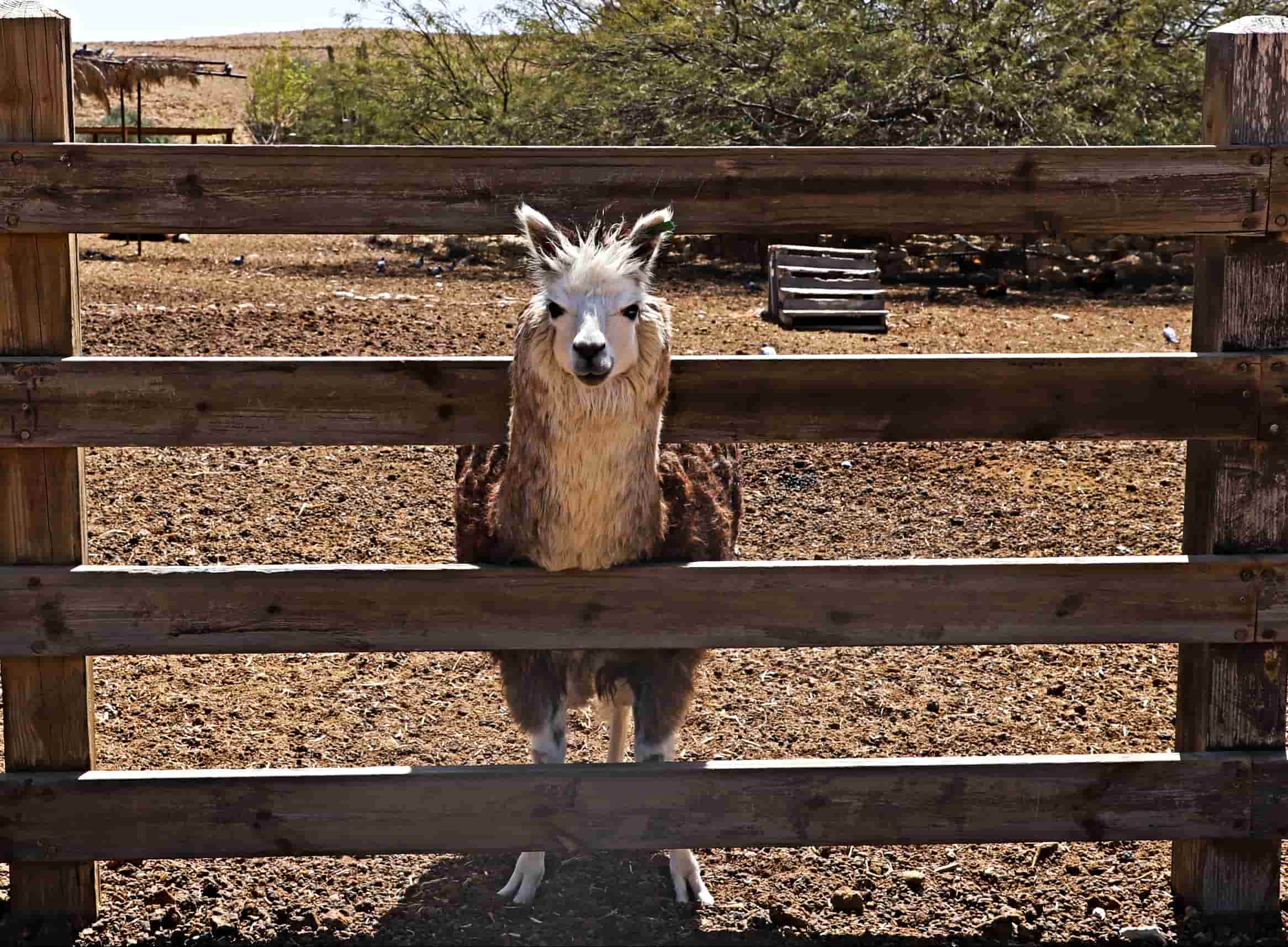 רוב החוקרים בעולם מעדיפים אלפקות, לנו יש גמלים
ייסד את הקרן לחקר סרטן הערמונית. מילקן | יעל (פרוינד) אברהם