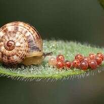 אמא שבלול שומרת על צאציה. | יוסף ישראל דיזנגוף סנטר