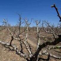 צילומים: אייל מרגולין - ג׳יניגרינברג