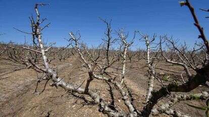 צילומים: אייל מרגולין - ג׳יניגרינברג