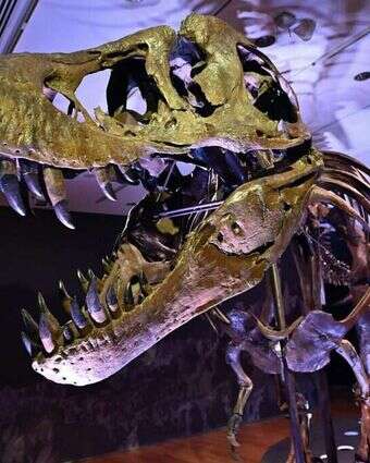 שלד טירנוזאור | AFP שלד טירנוזאור | AFP