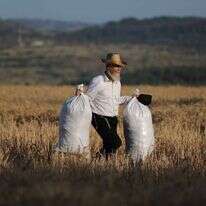 קציר חיטים. | EPA