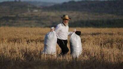 קציר חיטים. | EPA