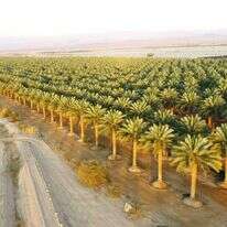 מטעי תמרים בערבה. | שמעון בכר