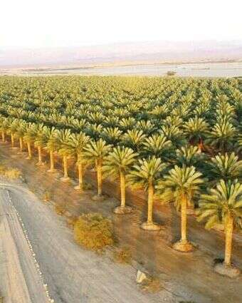 מטעי תמרים בערבה. | שמעון בכר