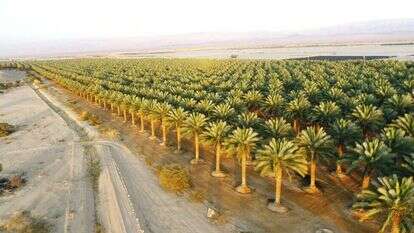 מטעי תמרים בערבה. | שמעון בכר