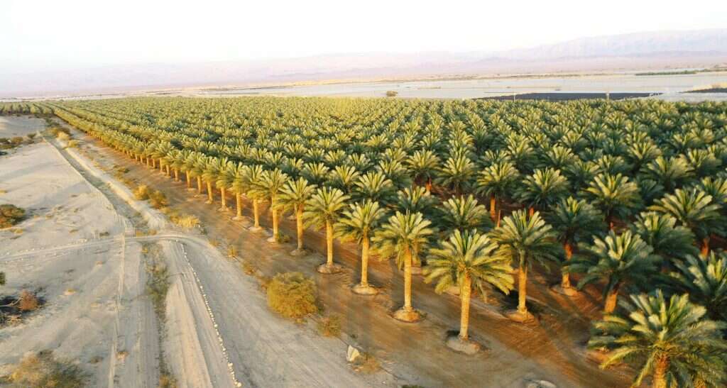 ביקורת הגבולות של יציאת מצרים