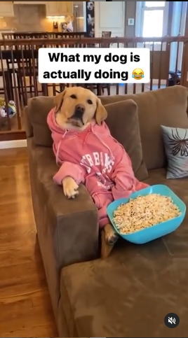 מסך מתוך חיות עושות דברים