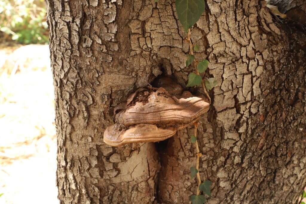 את הפטרייה אפילו אני מזהה. | יעל (פרוינד) אברהם
