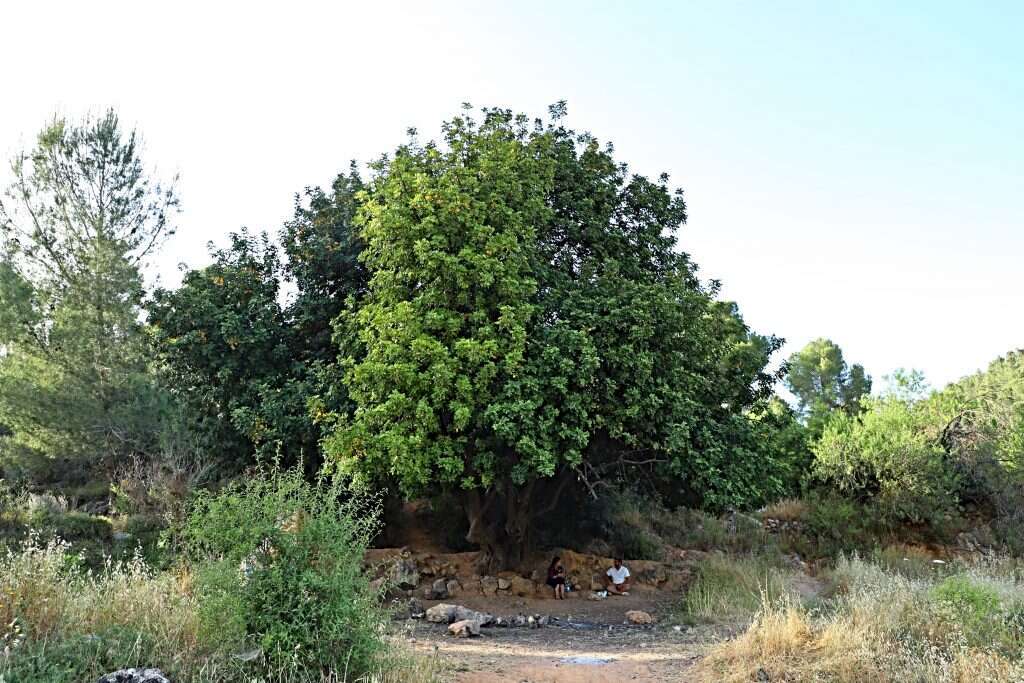 עוד זוג שבנה על לבד תחת חרוב. | יעל (פרוינד) אברהם