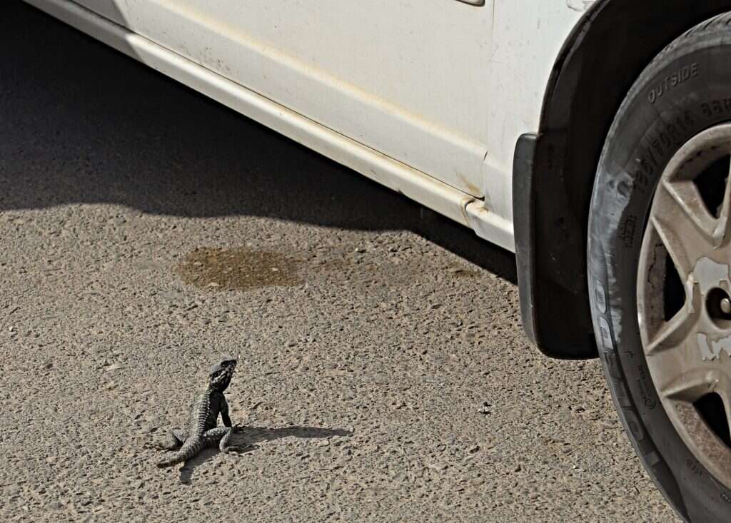 חרדון בתפילה | יעל (פרוינד) אברהם