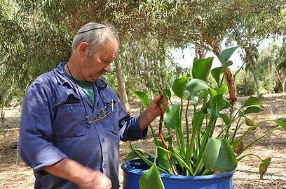 יהודה קנדל בביתו בכפר פינס. | רונית סבירסקי, קק"ל