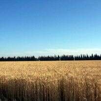 "מתכננים להגדיל את הייצור המקומי של חיטה ב־35%". שדה חיטה בדרום. | אבנר בן חמא