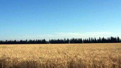 "מתכננים להגדיל את הייצור המקומי של חיטה ב־35%". שדה חיטה בדרום. | אבנר בן חמא