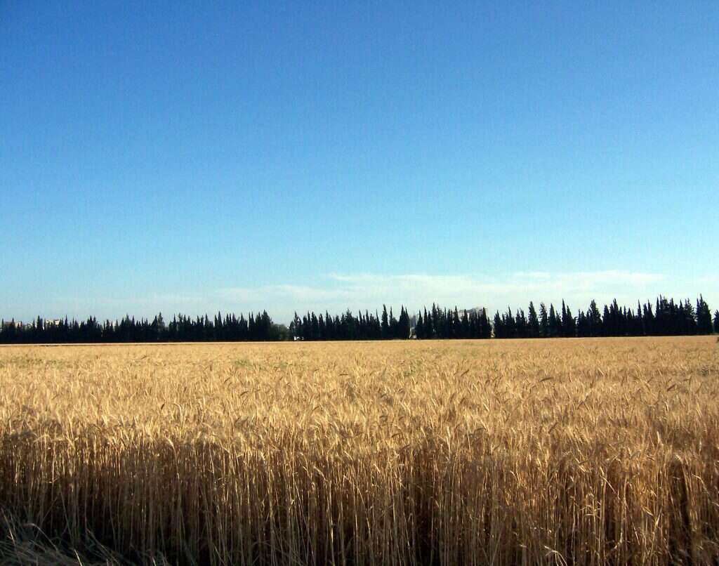 "מתכננים להגדיל את הייצור המקומי של חיטה ב־35%". שדה חיטה בדרום. | אבנר בן חמא "מתכננים להגדיל את הייצור המקומי של חיטה ב־35%". שדה חיטה בדרום. | אבנר בן חמא