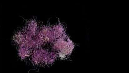 אז איך נראה ארגמן? סיבים צבועים בארגמן האמיתי, תמנע, תקופת הברזל. | דפנה גזית, באדיבות רשות העתיקות