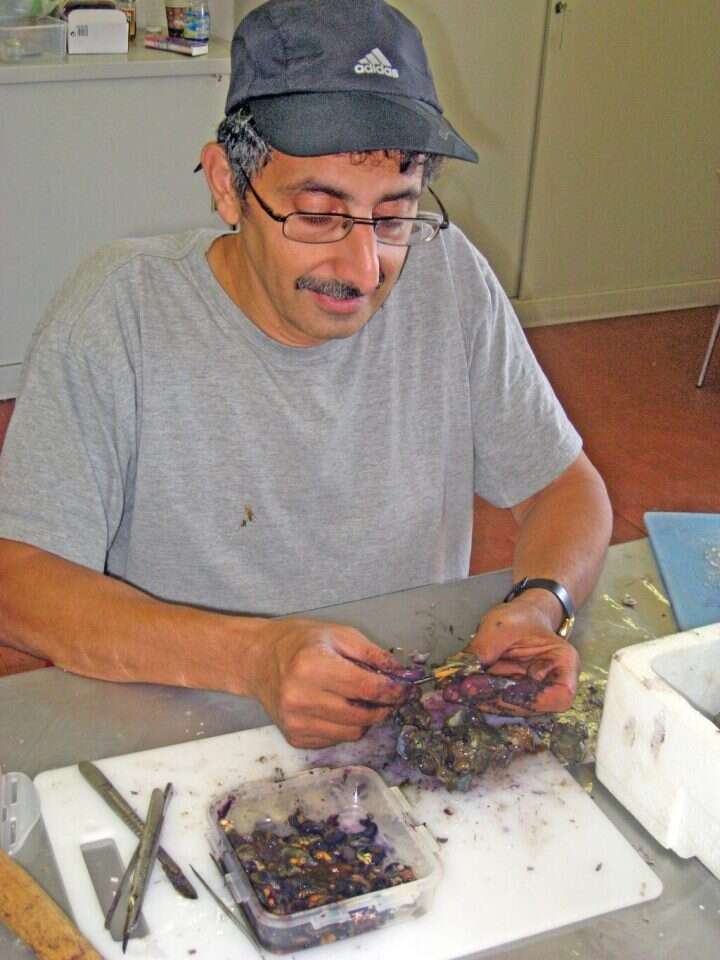 עשרות אריגים נצבעו מחדש. פרופ' זהר עמר משחזר את תהליך הצביעה הקדום. | באדיבות זהר עמר