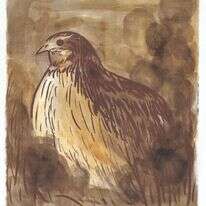 איור: מנחם הלברשטט