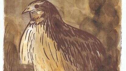 איור: מנחם הלברשטט