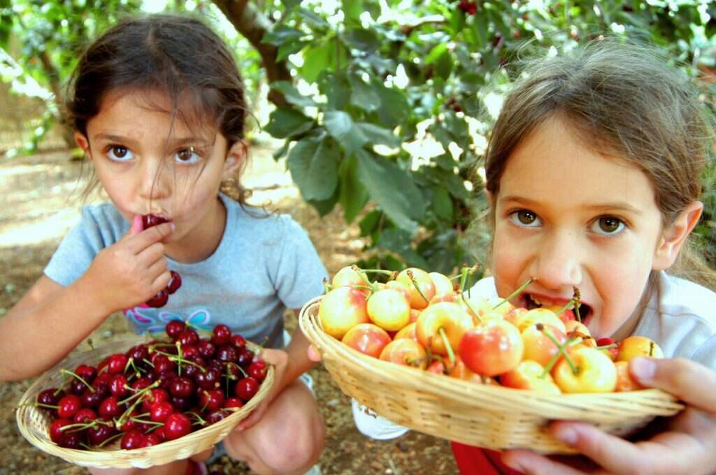 בוסתן בראשית עין זיוון. | יחצ