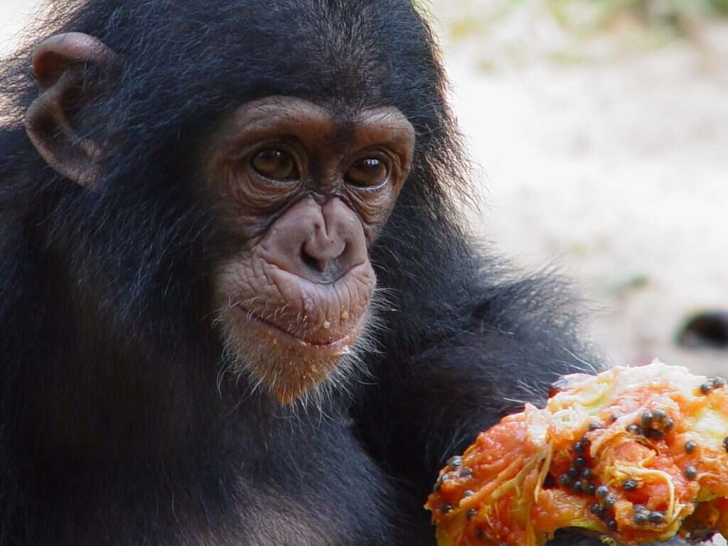 לקוף יש בעיה. גורת שימפנזה. | באדיבות גלית זנגביל־בר