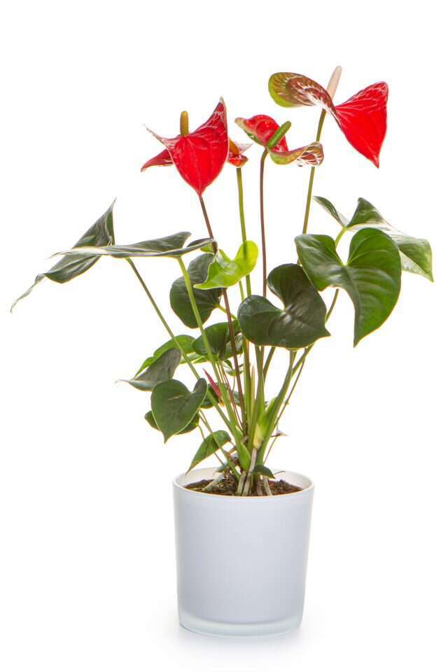 עציץ אנטוריום בכלי זכוכית - זר פור יו. | יחצ