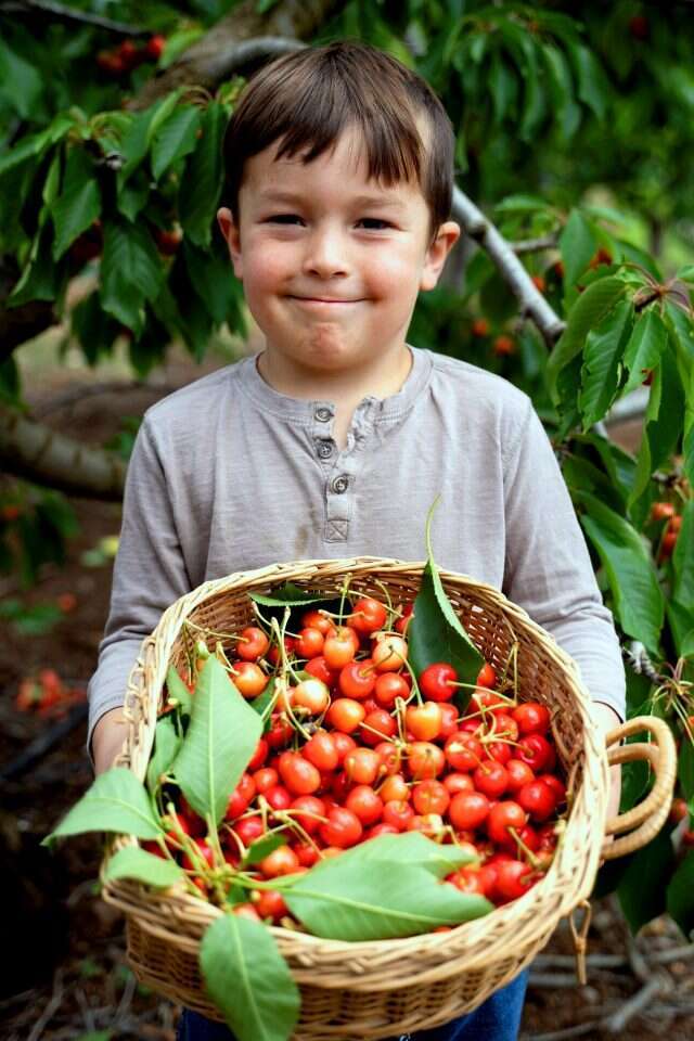 קטיף דובדבן בבוסתן "בראשית" בעין זיוון. | יחצ קטיף דובדבן בבוסתן "בראשית" בעין זיוון. | יחצ