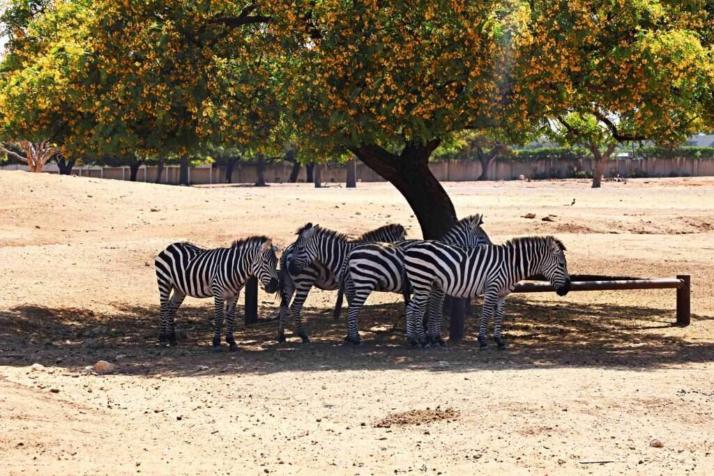 700 דונם של סוואנה. | יעל (פרוינד) אברהם