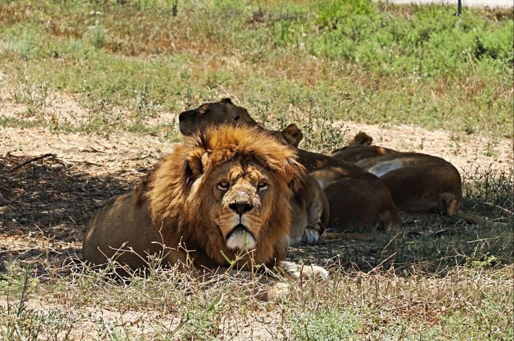 חיה מרהיבה שאין לתאר. סהלא. | יעל ( פרוינד) אברהם.