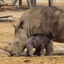 גן החיות המוביל בעולם ברביית קרנפים. ריהאנה ורובי. | שירה ענבר דנין