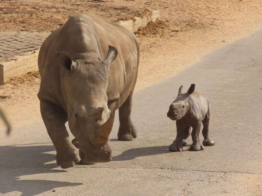 הקרנף רובי ואימו. | שירה ענבר־דנין