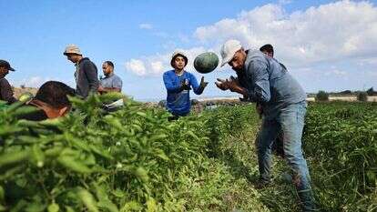 חקלאים בעזה. | AFP חקלאים בעזה. | AFP