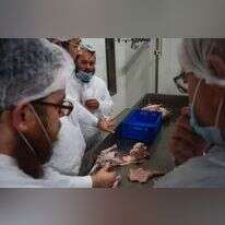 רבנים בוחנים את פס הייצור במשחטת העופות ב- Quality Poultry KFT שבצ'נגלה, הונגריה, | Zsolt Demecs