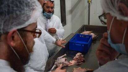 רבנים בוחנים את פס הייצור במשחטת העופות ב- Quality Poultry KFT שבצ'נגלה, הונגריה, | Zsolt Demecs