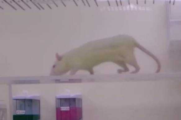 החולדה הולכת, אחרי הטיפול. | מעבדות לבנברג, הטכניון החולדה הולכת, אחרי הטיפול. | מעבדות לבנברג, הטכניון