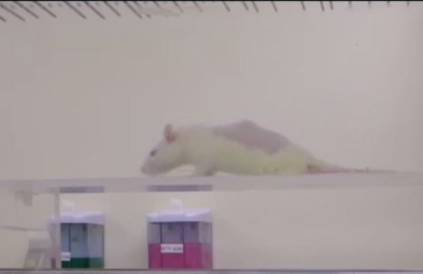 החולדה לפני הטיפול. | מעבדות לבנברג, הטכניון החולדה לפני הטיפול. | מעבדות לבנברג, הטכניון