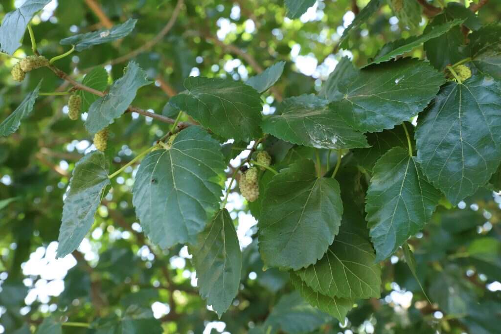 היא מגששת, אני מכרסמת. תות עץ. | יעל (פרוינד) אברהם