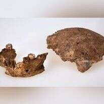 מאובן "נשר רמלה". | אוניברסיטת תל־אביב