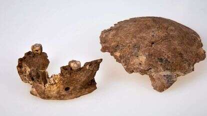 מאובן "נשר רמלה". | אוניברסיטת תל־אביב