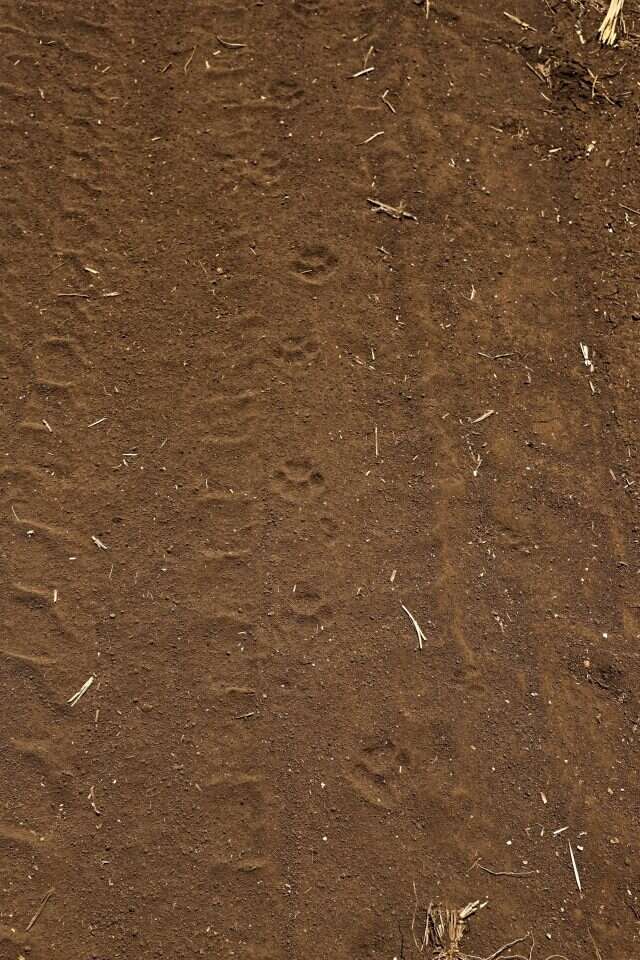 עקבות חתול ביצה. | יעל (פרוינד) אברהם