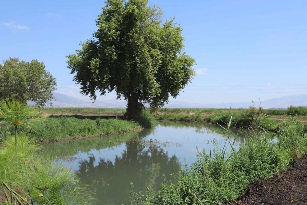 יעל (פרוינד) אברהם