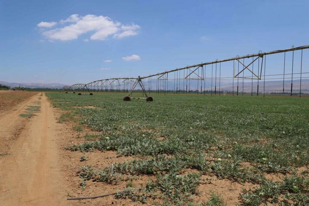 יעל (פרוינד) אברהם