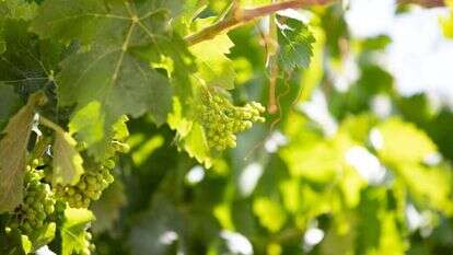 שאטרסטוק שאטרסטוק