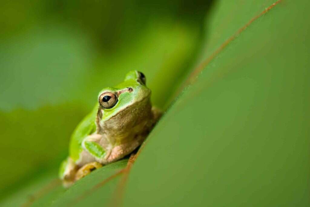 תרומה רבה לזואולוגיה. אילנית שטייניץ. | שאטרסטוק