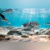 המשלחות התובעניות התמקדו במחקר של מינים וימים והיו לשם דבר. | שאטרסטוק